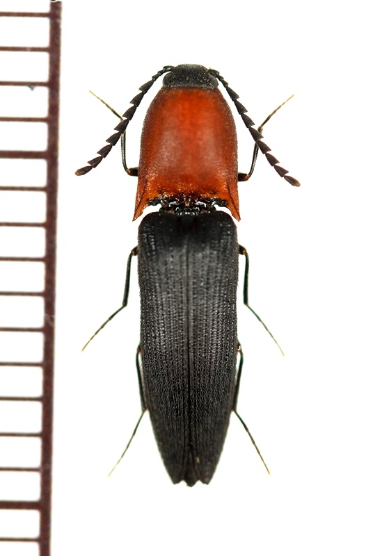 ムネアカツヤケシコメツキ ♂ 山梨県 - Insect Islands 〜南の島の昆虫