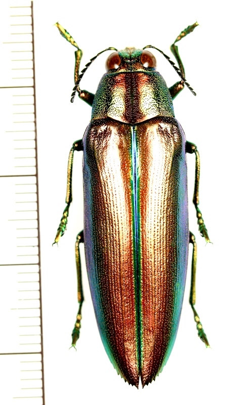 ニブイロツマベニルリタマムシ インドネシア（シュラウェシ島