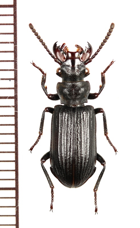 エグリゴミムシの一種 Pseudozaena tricostata opaca インドネシア