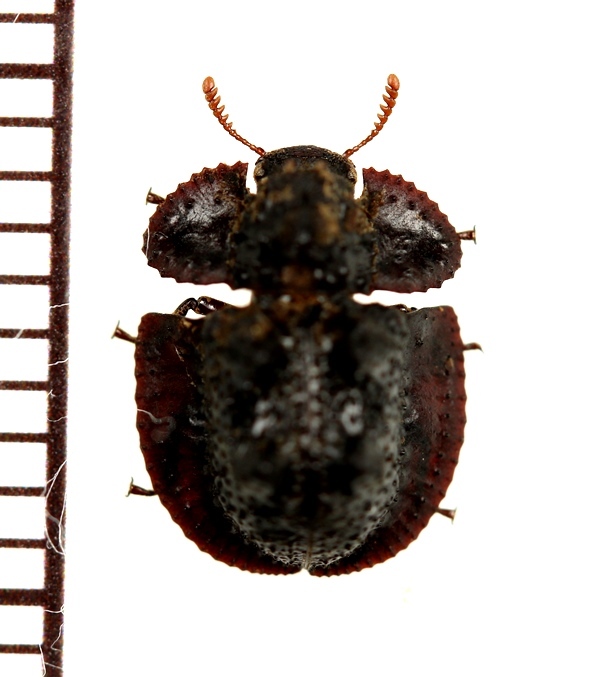 チビコブツノゴミムシダマシの一種 Byrsax sp. マレーシア（ボルネオ島