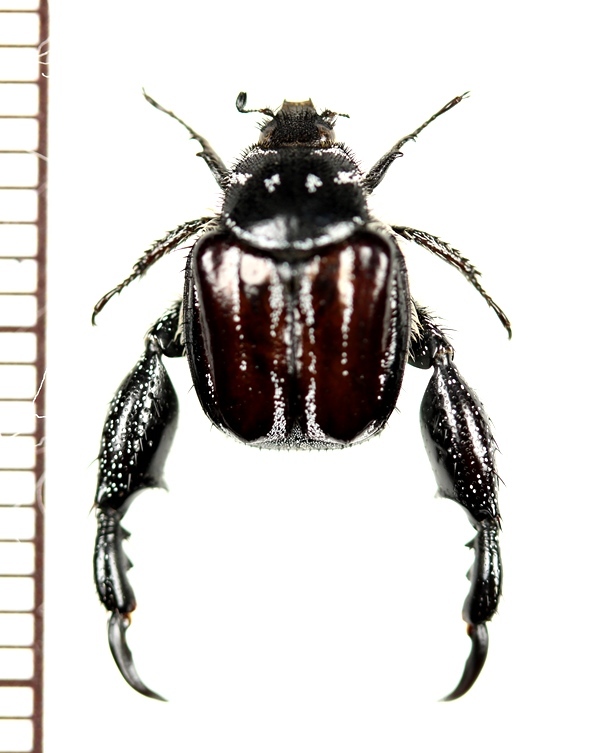 アシナガコガネの一種 Pachycnema sp. ♂ 南アフリカ - Insect Islands