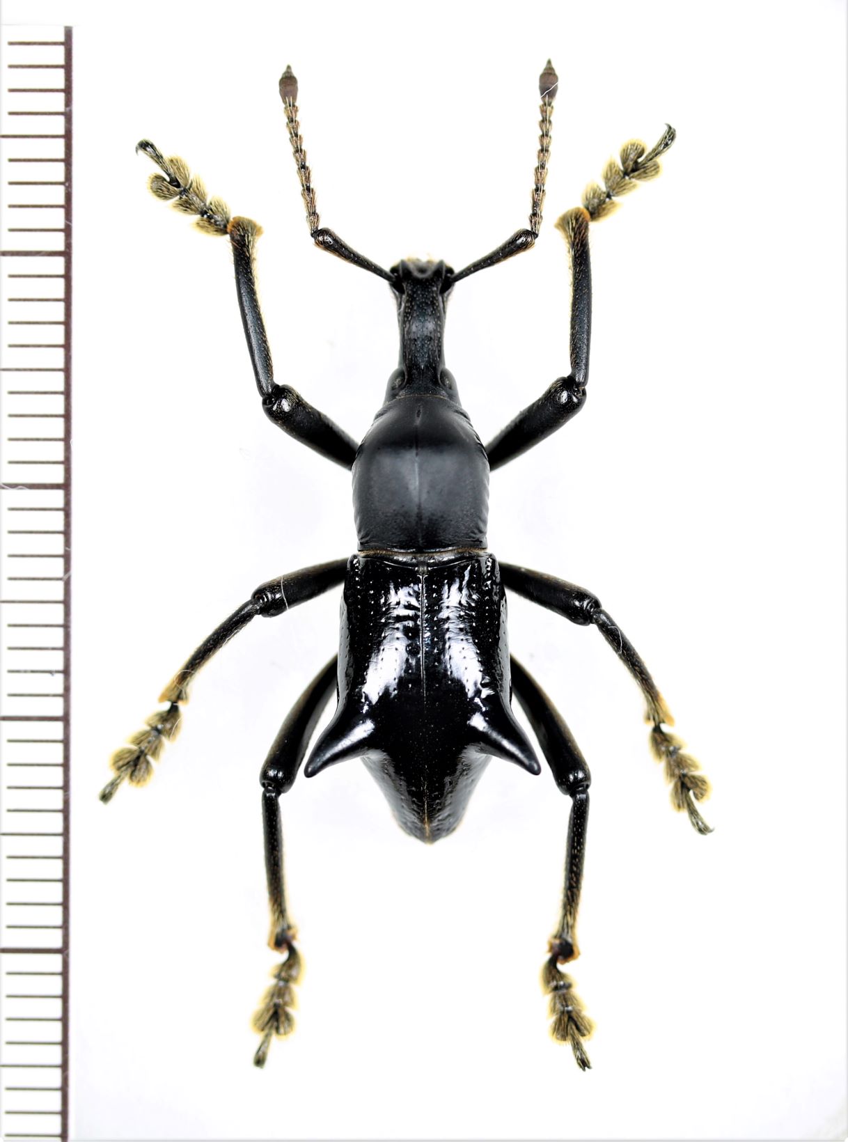 イボハダオサムシ標本 ☆クリミア半島産C.scabrosus tauricus