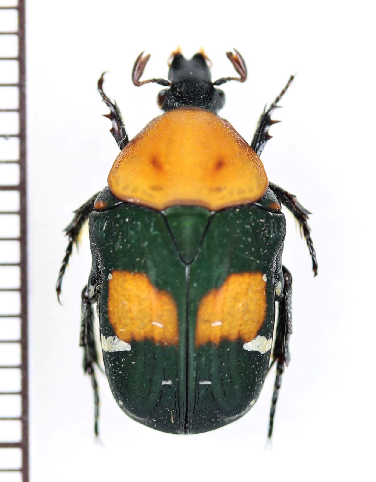 コアオハナムグリの一種 Gametis bealiae ♀ ベトナム南部 - Insect