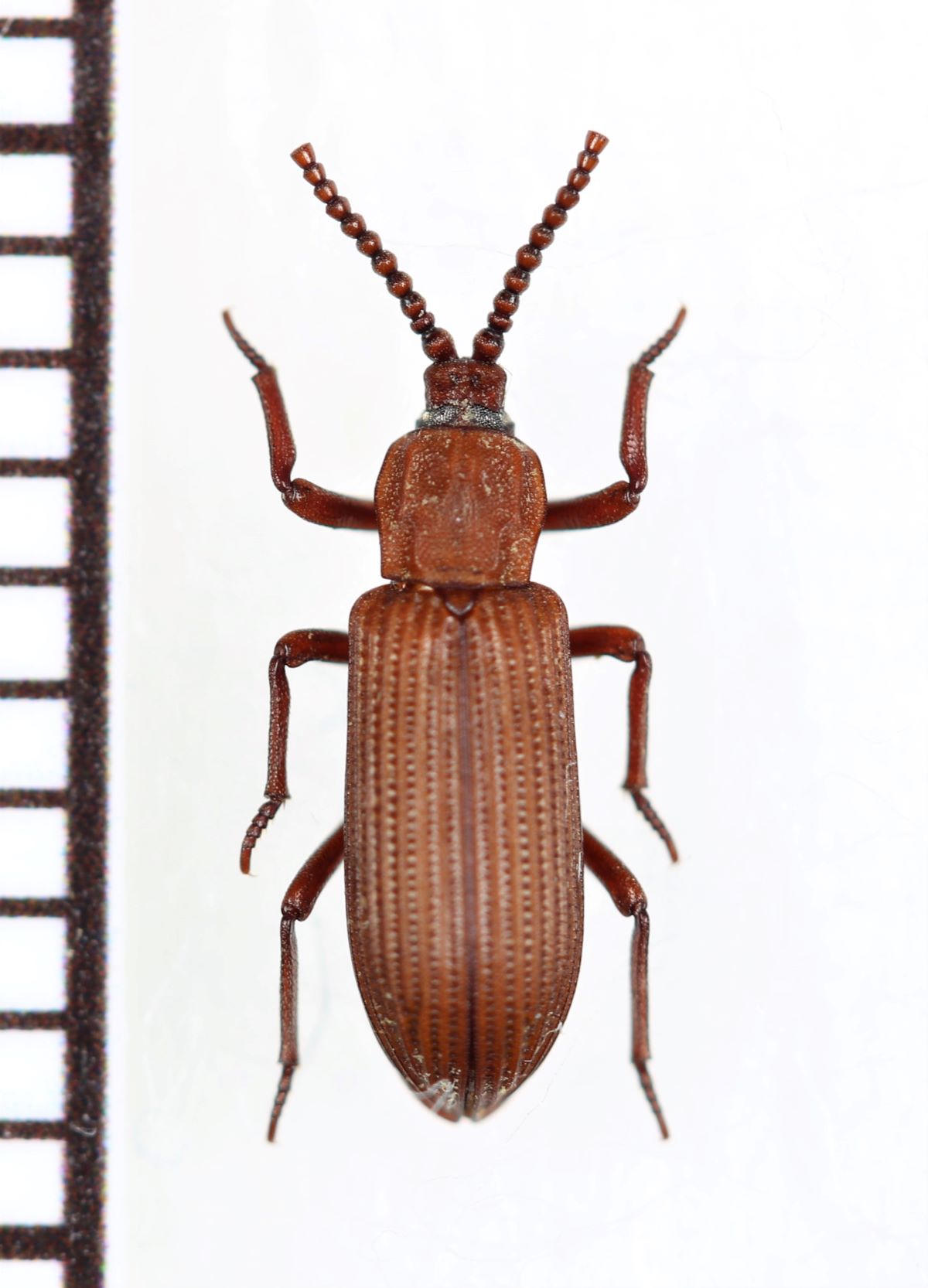 好白蟻性のゴミムシダマシの一種 Ziaelas formosanus 中国（雲南省