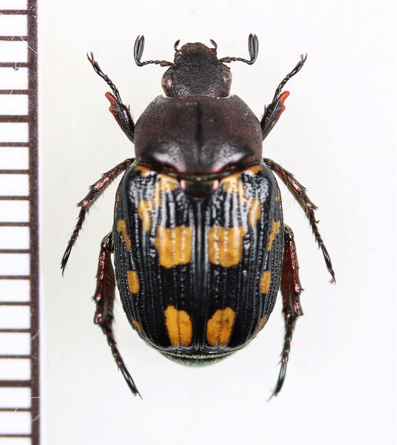 セマダラコガネの一種 Exomala sp. ♀ ベトナム中部 - Insect Islands