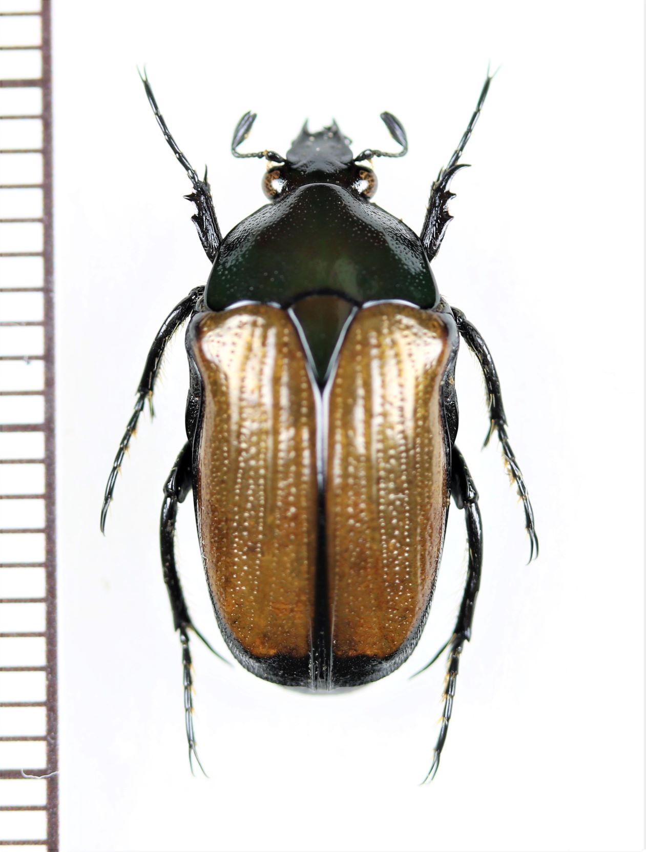 コスタリカ産 アウリガヌスキンイロコガネ 27mm ダイコクコガネの仲間