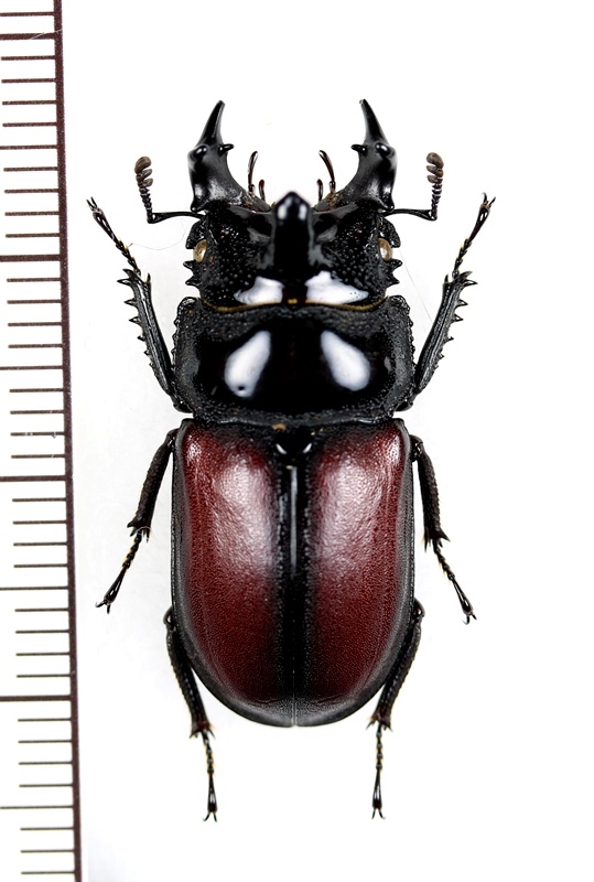 クワガタムシの一種 Dendezia renieri ♂ コンゴ - Insect Islands