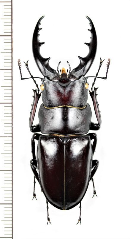 ヤエヤマノコギリクワガタ 大型♂57.7mm 石垣島 - Insect Islands 〜南