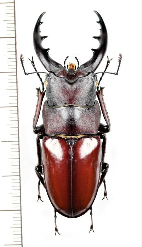 ヤエヤマノコギリクワガタ 特大♂59.7mm 西表島 - Insect Islands 〜南