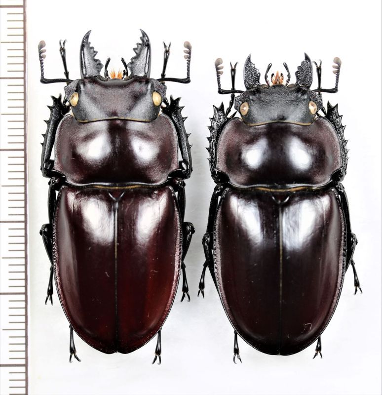 ヤエヤママルバネクワガタ ペア ♂44.7mm♀41.6mm 石垣島 - Insect