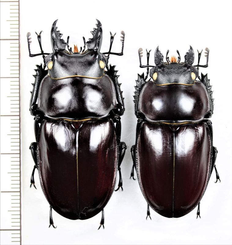 ヤエヤママルバネ 61mmup ペア ヤエヤママルバネクワガタ ペア ♂52mm