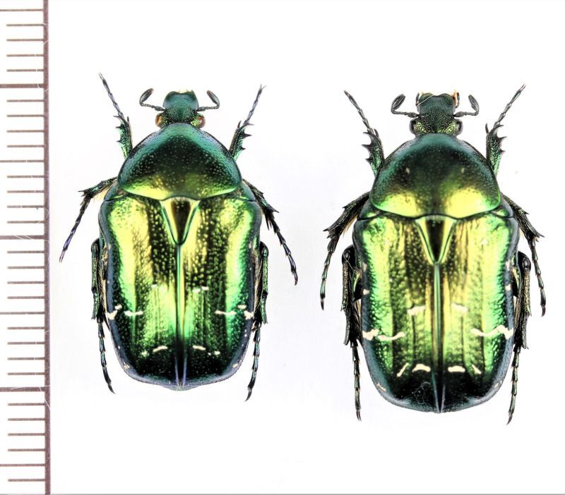 ハナムグリの一種 Cetonia aurata ペア ウクライナ - Insect Islands