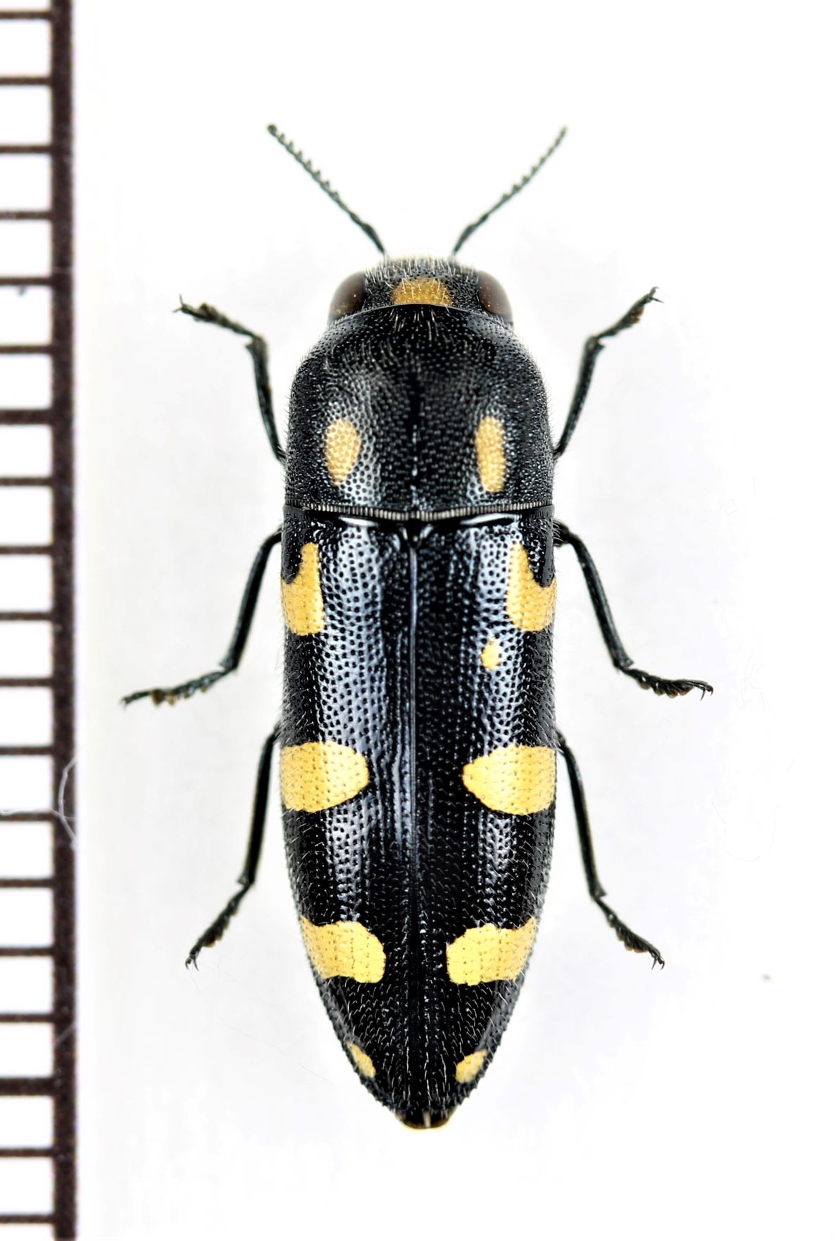 タマムシの一種 Ptosima undecimmaculata イタリア - Insect Islands