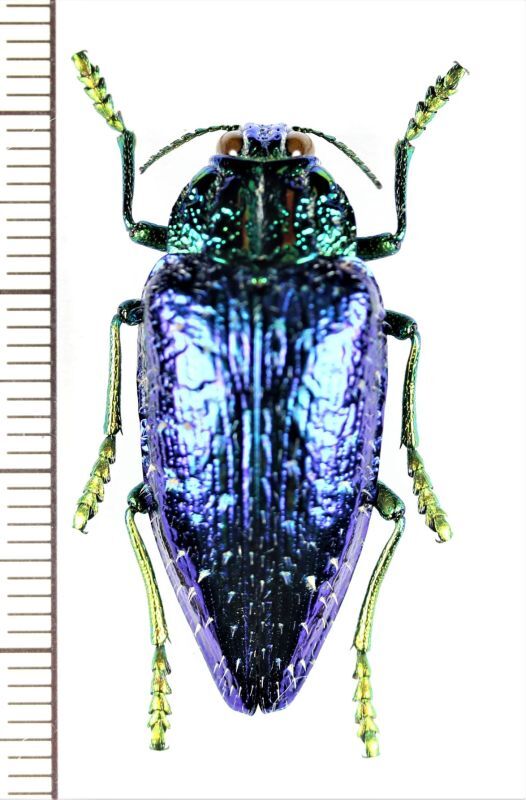 タマムシの一種 Polybothris sumptuosa gemma マダガスカル - Insect