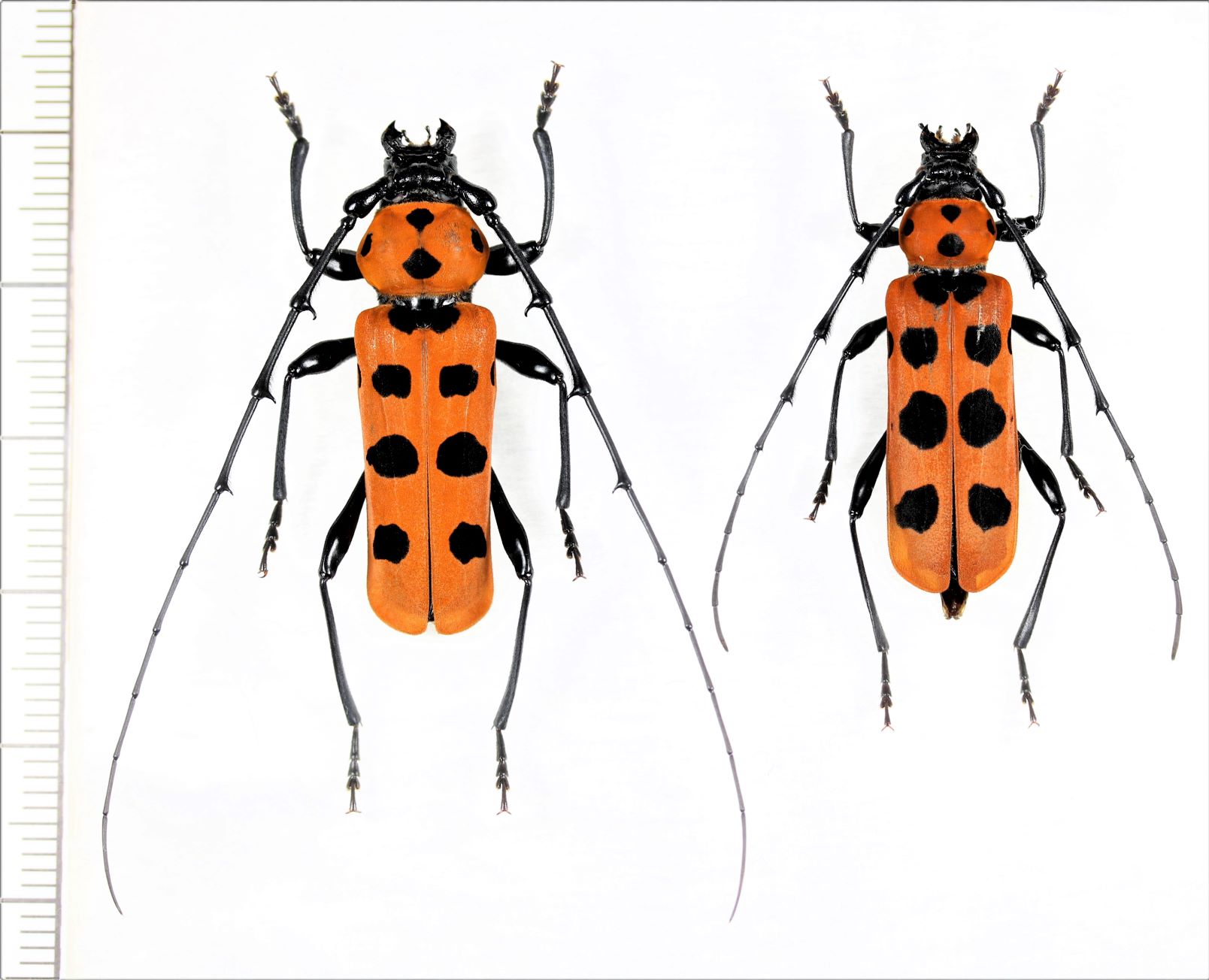 フェリエベニボシカミキリ 特大ペア 奄美大島 - Insect Islands 〜南の