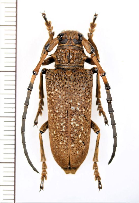 カミキリムシの一種 Apriona swainsoni basicornis ♂ ベトナム北東部