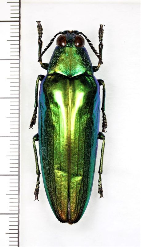 アラメルリタマムシ ♂ マレーシア - Insect Islands 〜南の島の昆虫