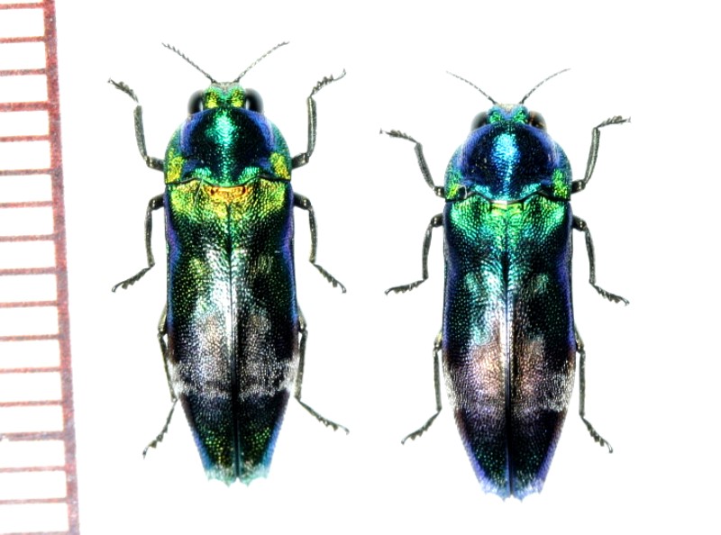ジ*ン様 昆虫標本 30匹 タマムシ ジ*ン様 昆虫標本 30匹 タマムシ ジ