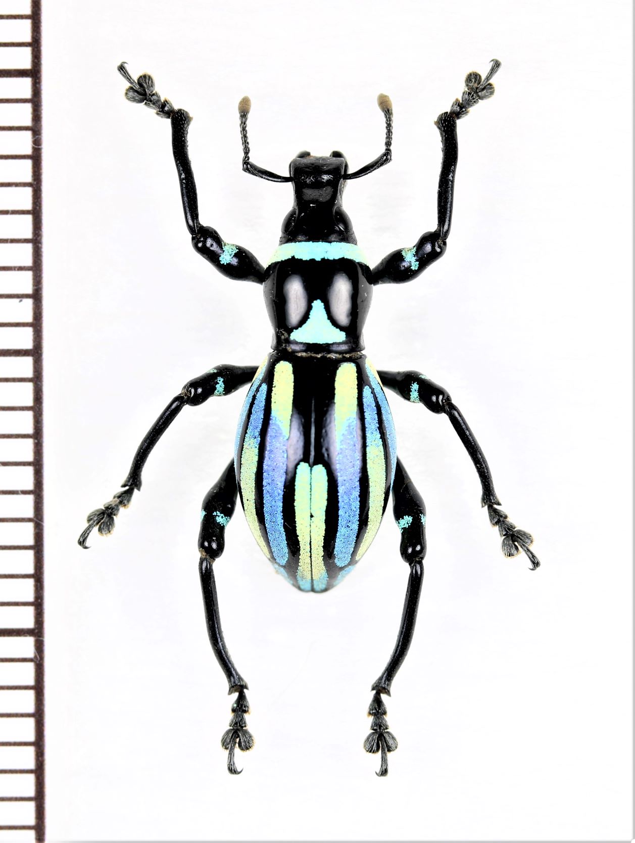カタゾウムシの一種 Pachyrhynchus yuukae フィリピン(ルソン島