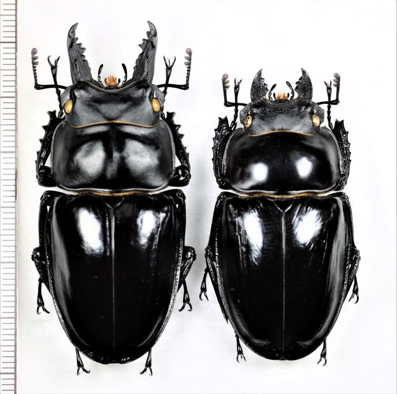 アマミマルバネクワガタ 特大ペア♂61.1mm♀52.1mm 奄美大島 - Insect