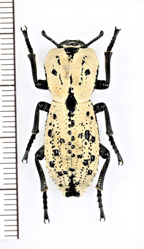 アトコブゴミムシダマシの一種 Zopherus chilensis メキシコ - Insect