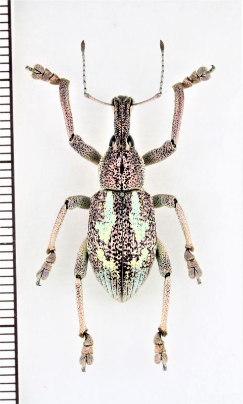 ゾウムシの一種 Rhinoscapha dohrni インドネシア(モロタイ島