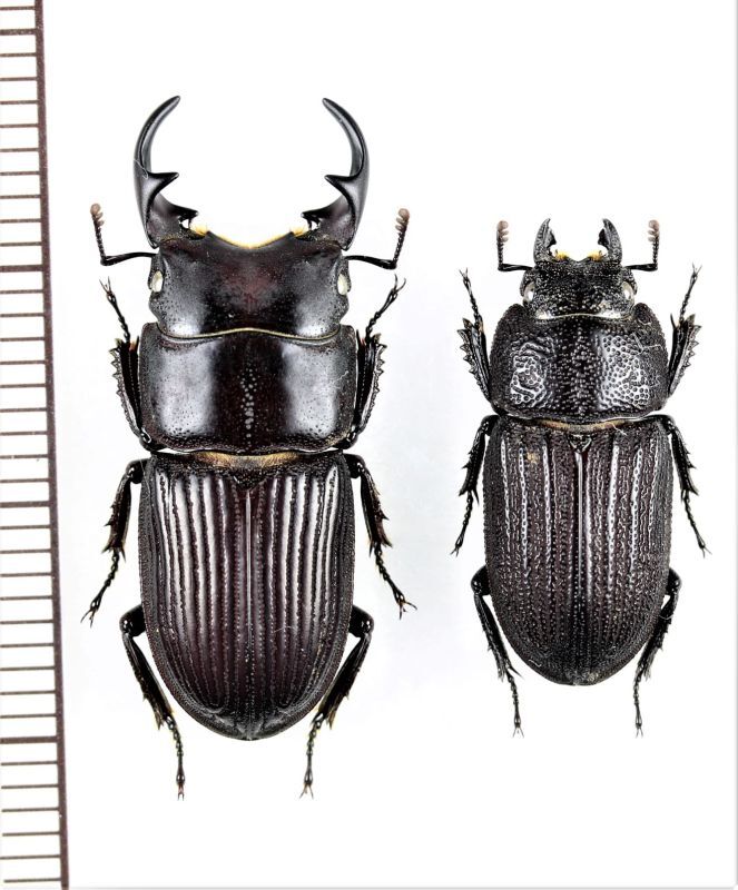 アマミネブトクワガタ 大型ペア ♂27mm♀19.7mm 奄美大島 - Insect