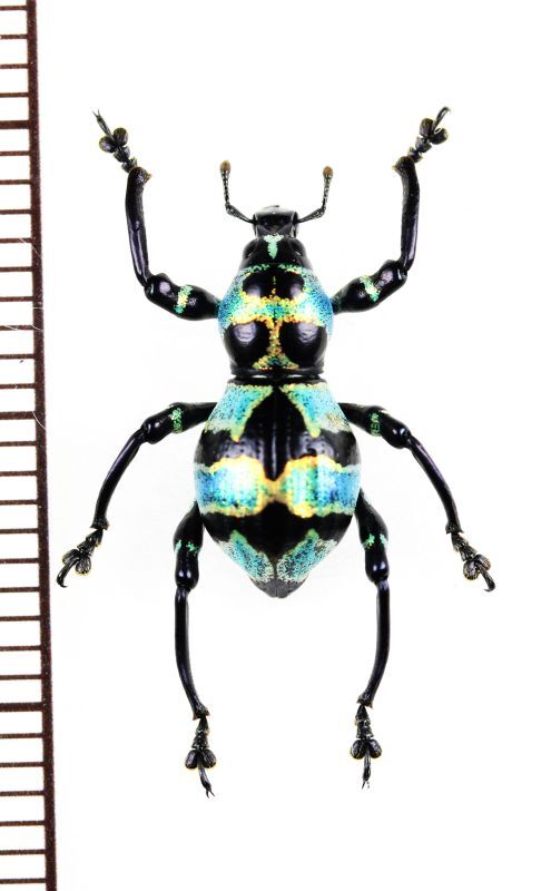 カタゾウムシの一種 Pachyrhynchus orbifer フィリピン(ルソン島