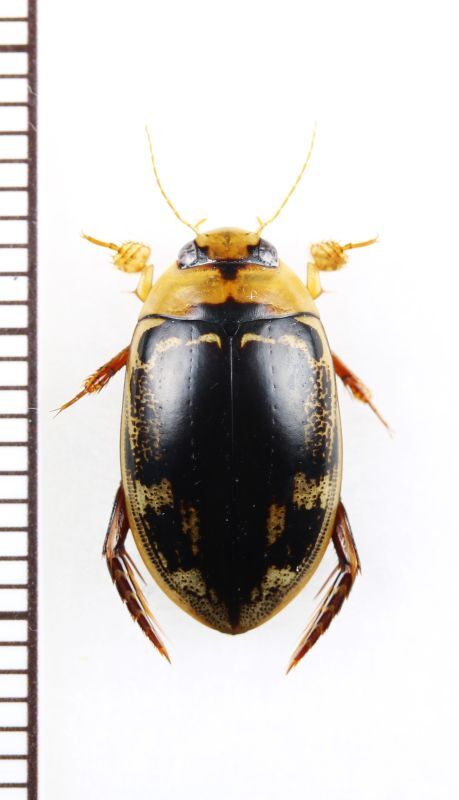 リュウキュウオオイチモンジシマゲンゴロウ ♂ 石垣島 - Insect