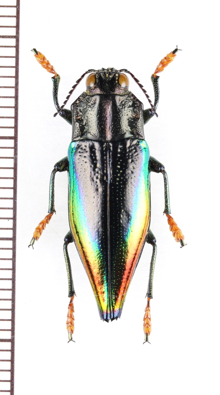 モアニシキナンヨウタマムシ インドネシア（モア島：レティー諸島