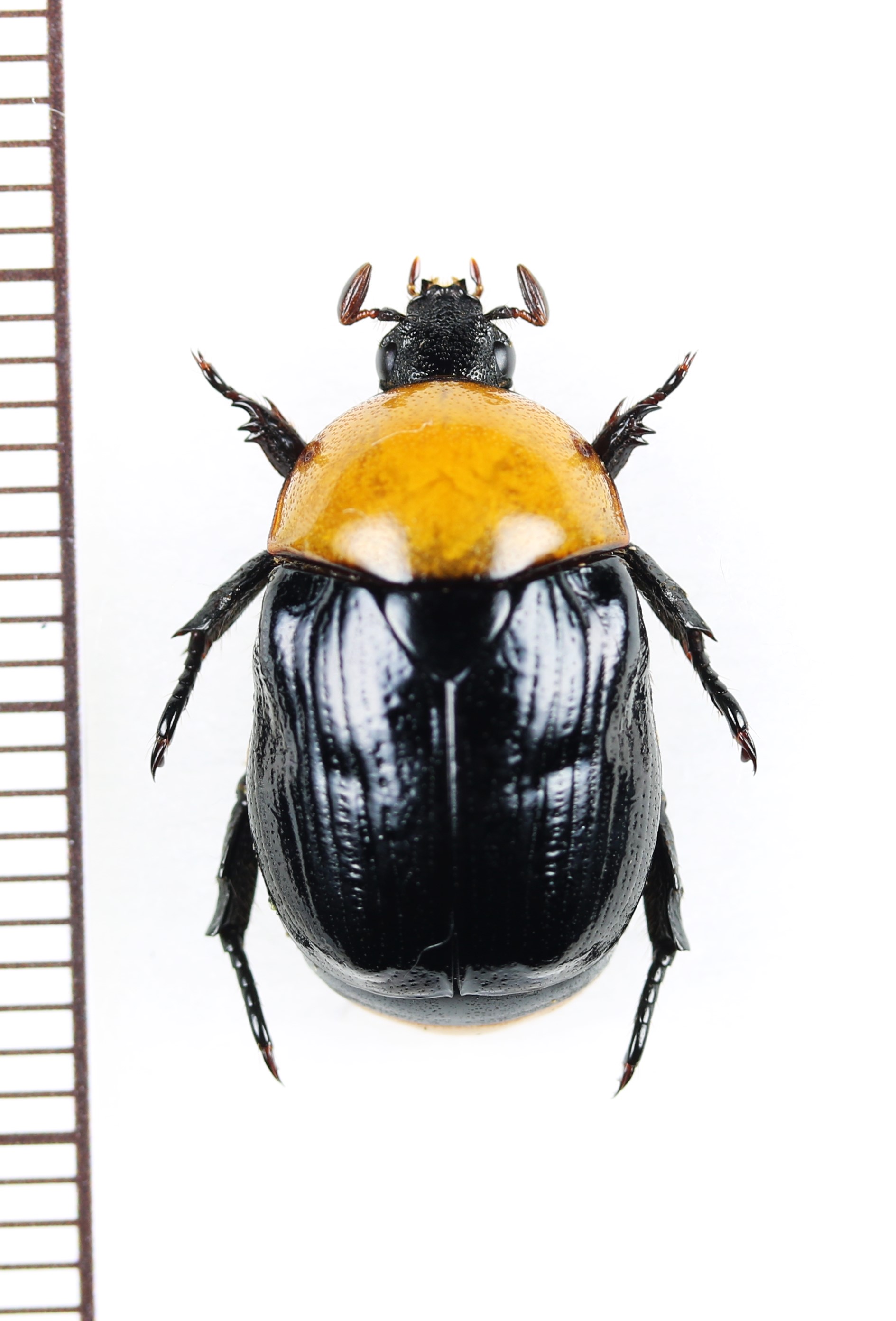 オオヨツバコガネ 名義タイプ亜種 ♂ Parastasia oberthueri