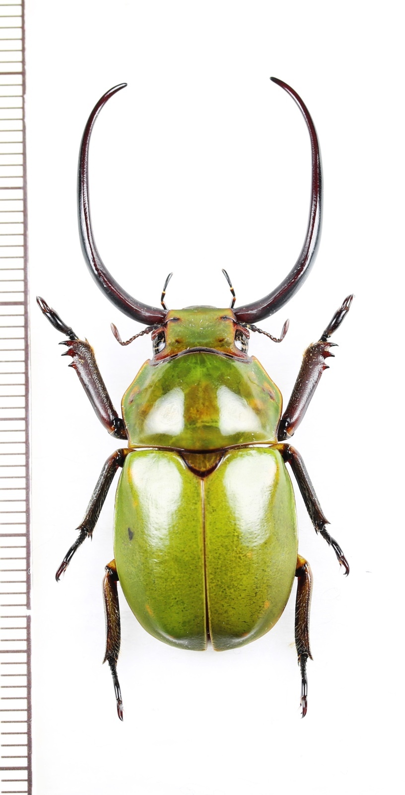 土曜日まで限定セール 昆虫標本 コガネムシ 土曜日まで限定セール 昆虫