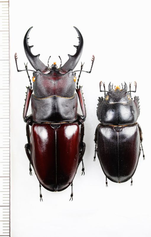 イヘヤノコギリクワガタ 大型ペア ♂56.1mm♀34.4mm 伊平屋島 - Insect