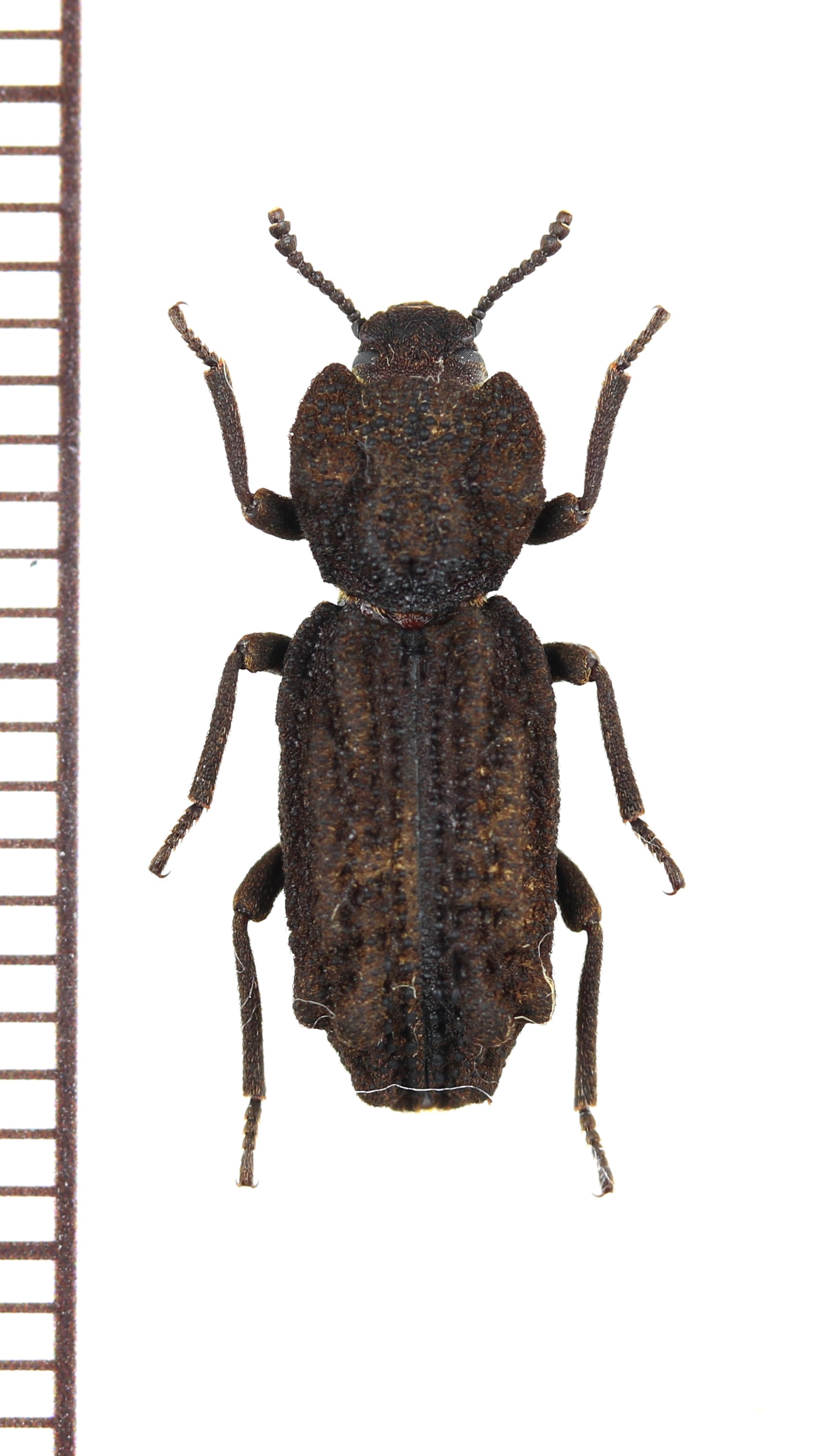 オーストラリア産 珍品 アトコブゴミムシダマシ オーストラリア産 珍品