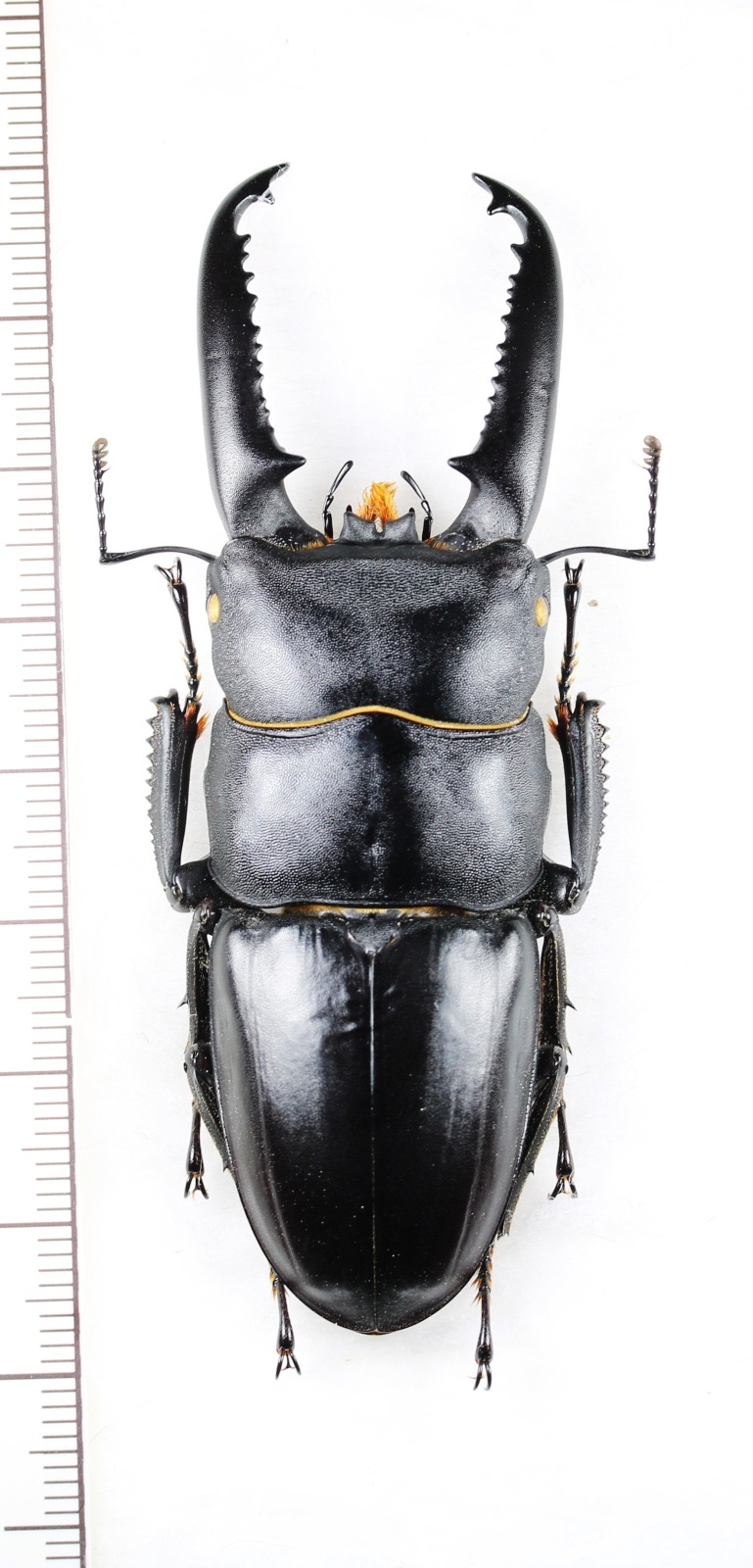 ツシマヒラタクワガタ 特大♂77.2mm 対馬 - Insect Islands 〜南の島の