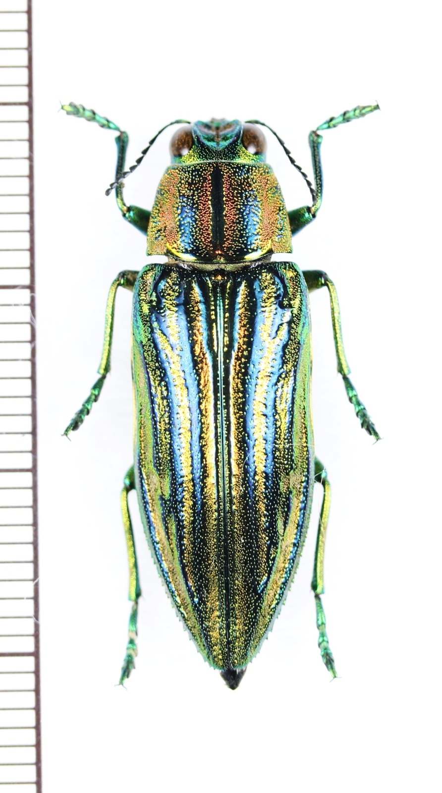 タマムシの一種 Chrysodema sp. ♀ ベトナム北中部 - Insect Islands