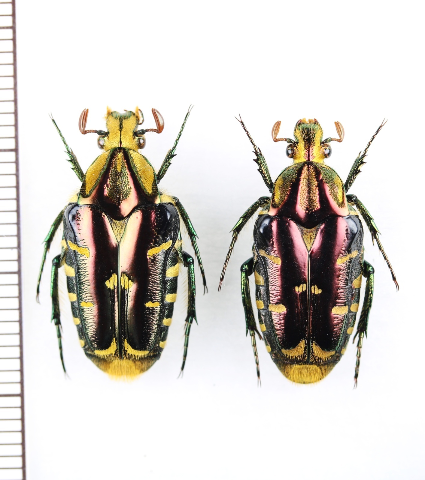 ホッポエグリハナムグリの一種 Coilodera praenobilis ペア