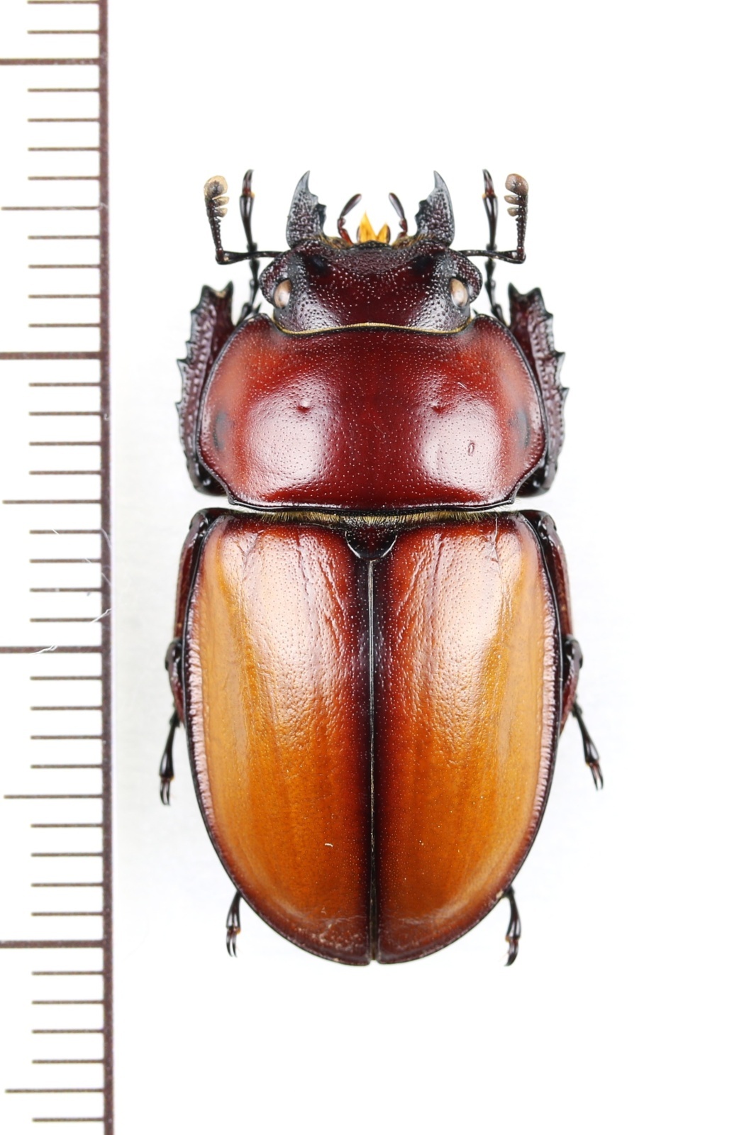 チャイロマルバネクワガタ ♀26.8mm 西表島 - Insect Islands 〜南の島