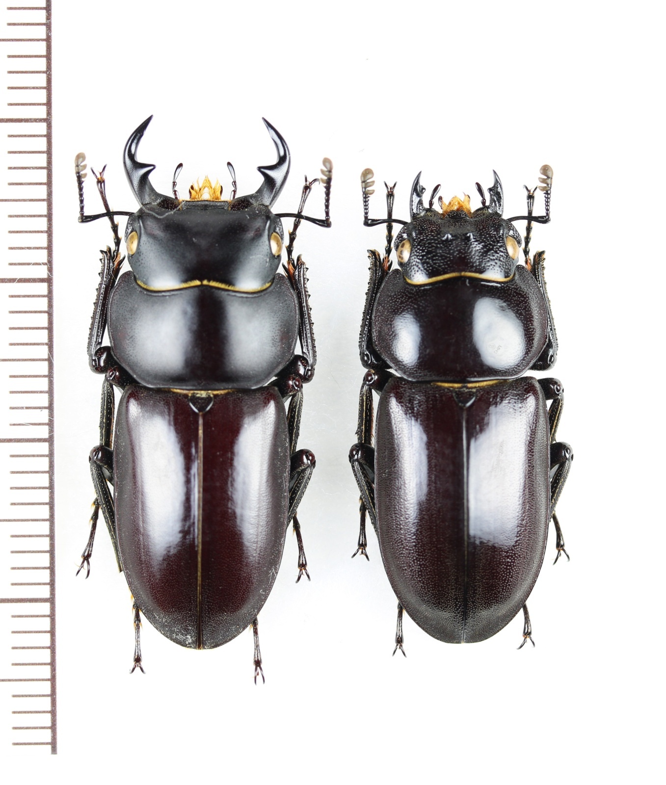 オキナワコクワガタ 大型ペア ♂33.2mm♀29.5mm 沖縄本島 - Insect