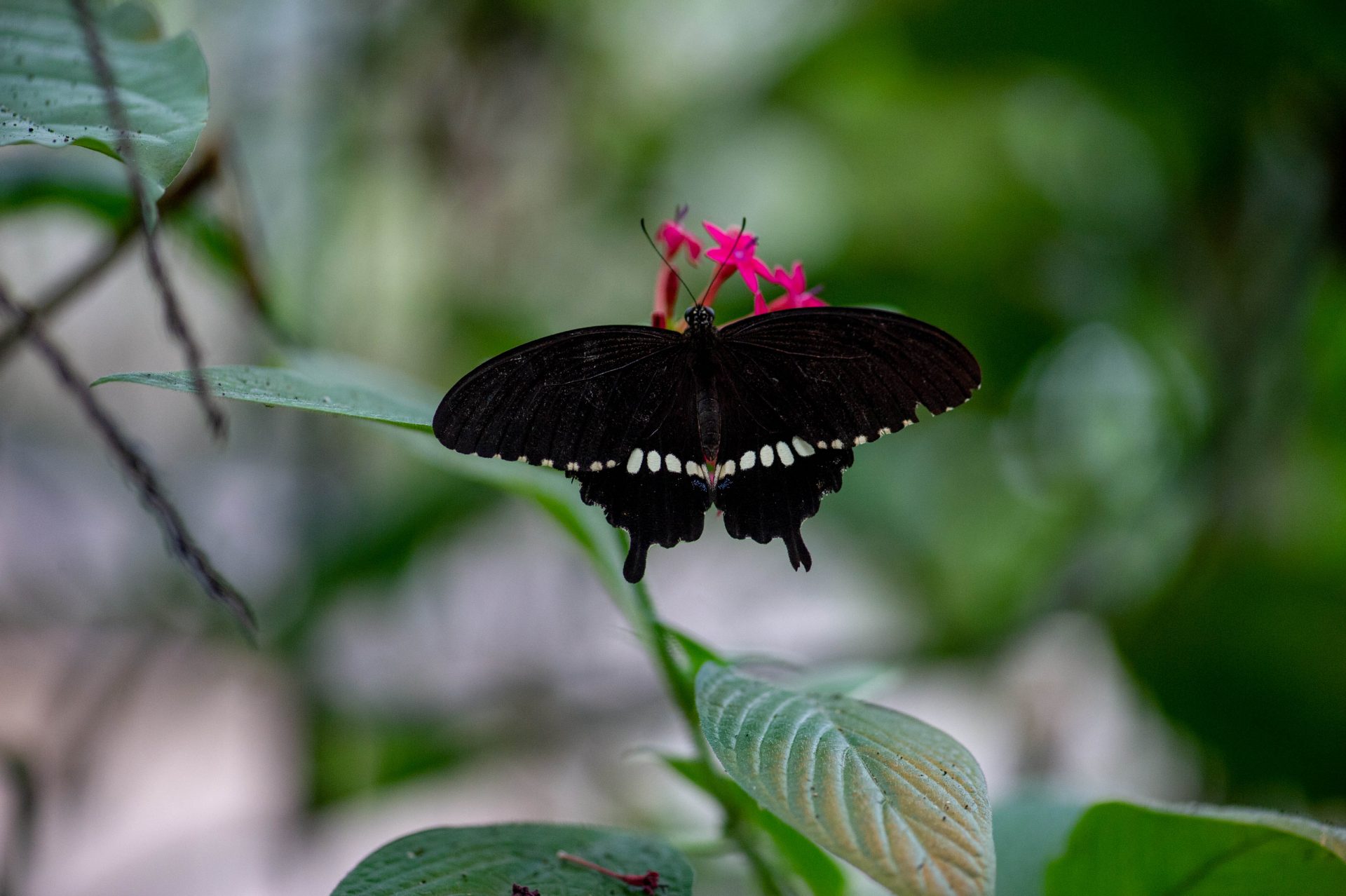 台湾】玉帶鳳蝶（日本名：シロオビアゲハ） | 虫の写真と生態なら昆虫