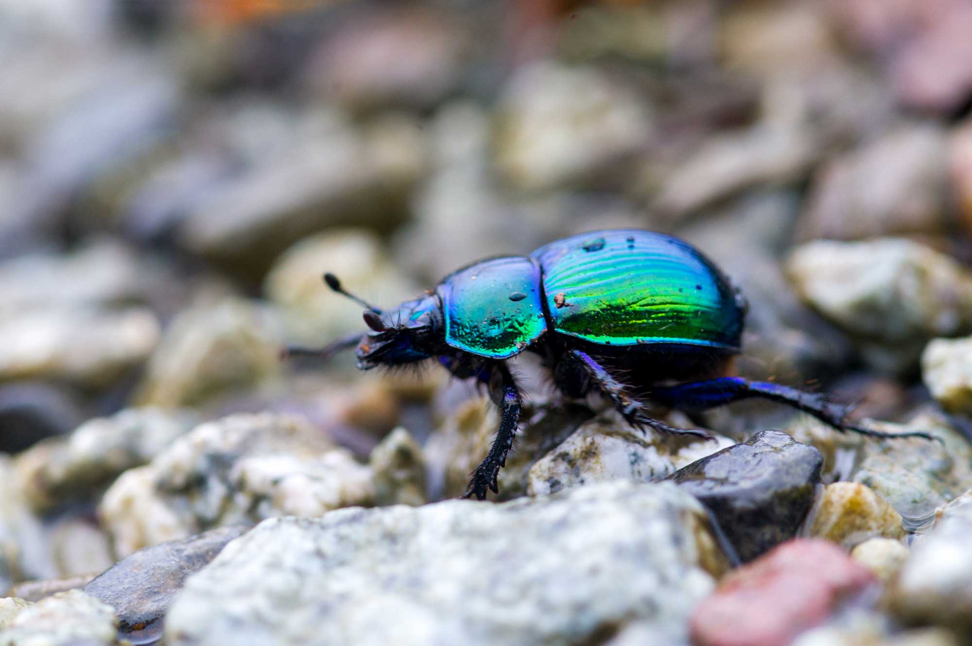 大特価 オオセンチ/センチ/レインボーセンチ82匹 +赤系18匹＋オマケ 大