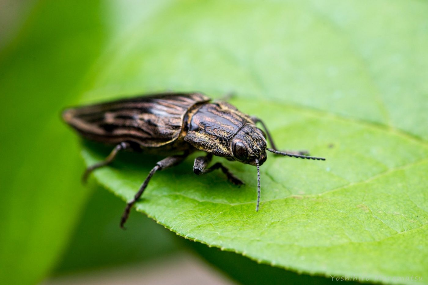 ウバタマムシ | 虫の写真と生態なら昆虫写真図鑑「ムシミル」