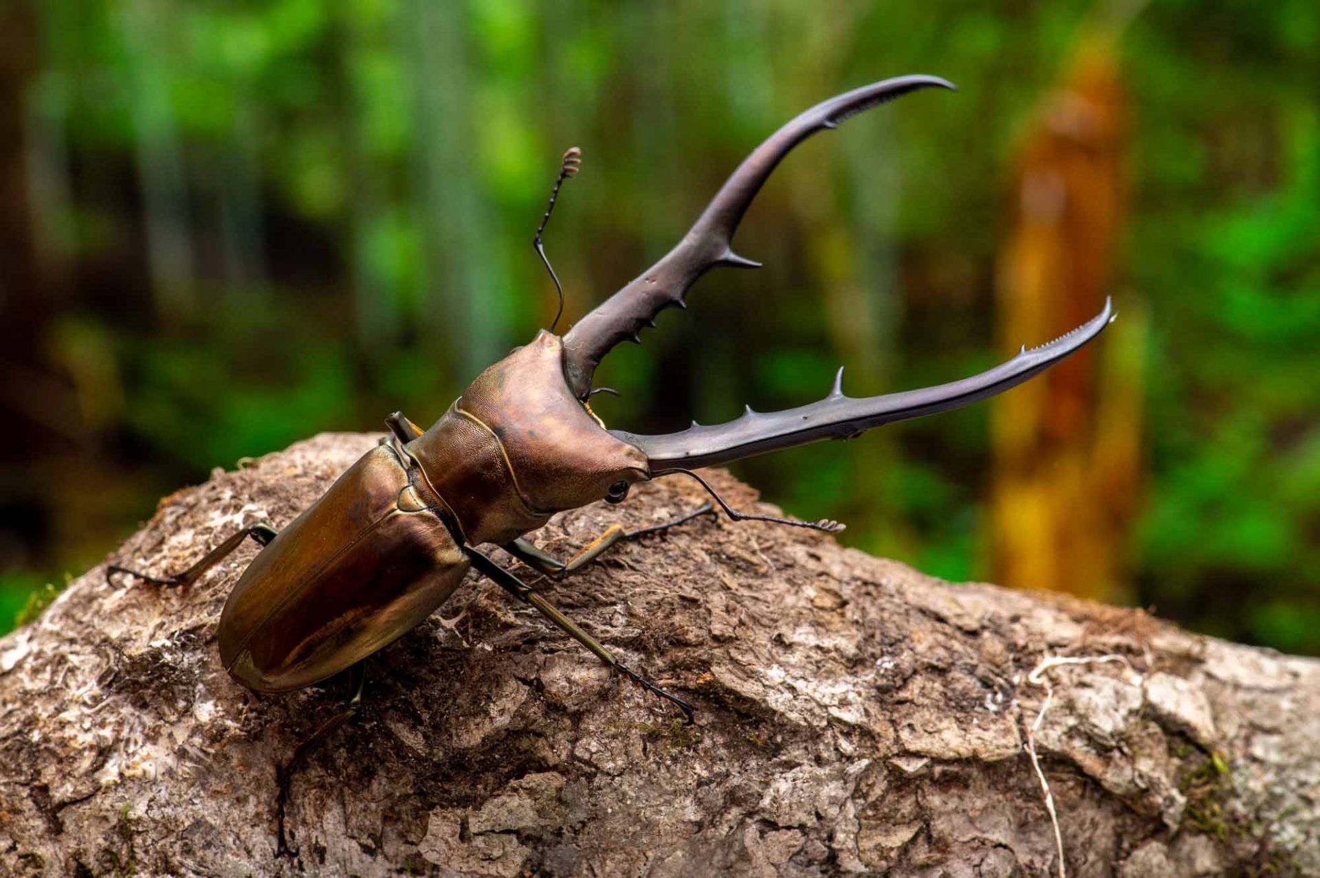 メタリフェルホソアカクワガタ | 虫の写真と生態なら昆虫写真図鑑