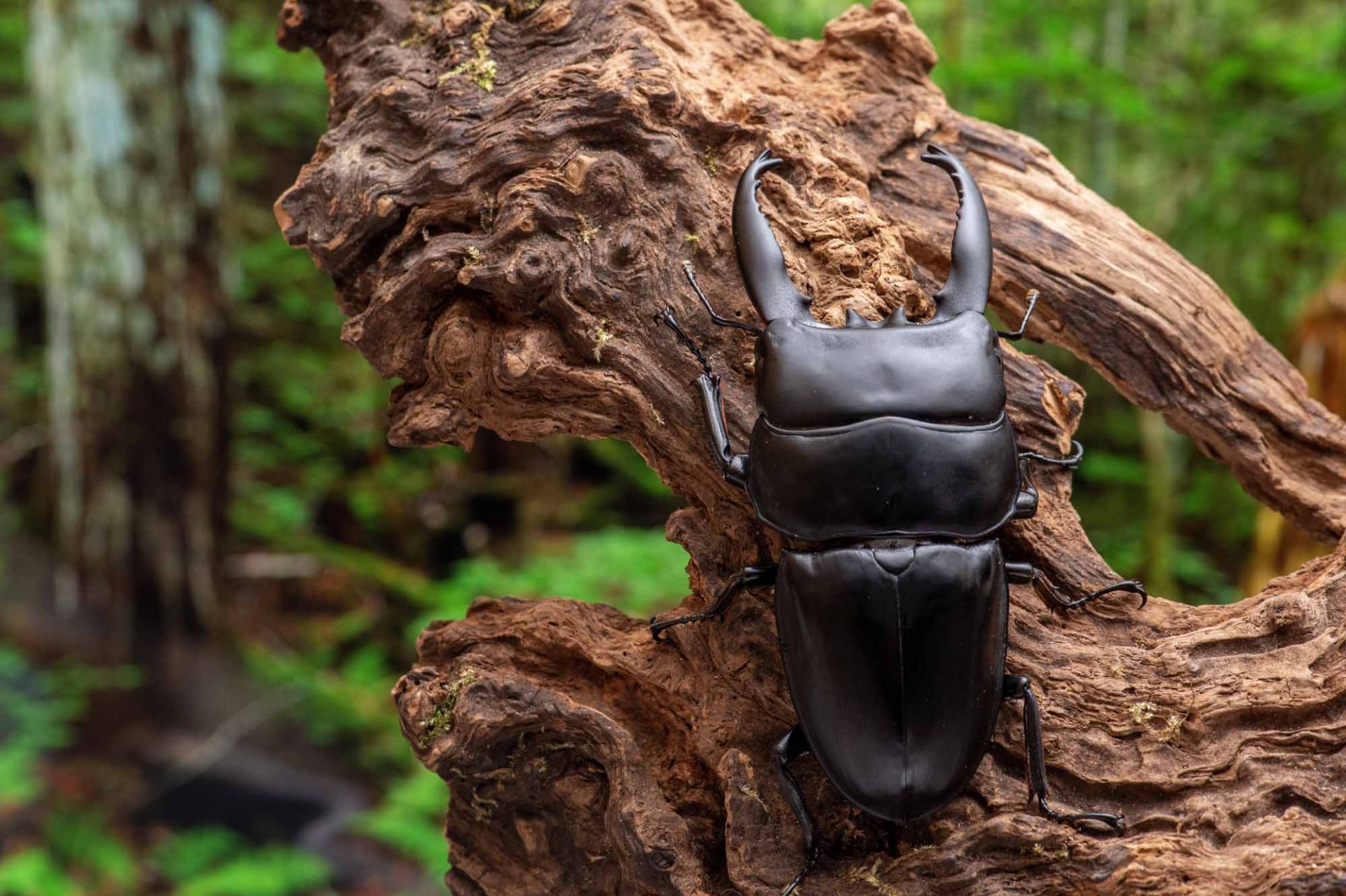 アルキデスヒラタクワガタ | 虫の写真と生態なら昆虫写真図鑑「ムシミル」