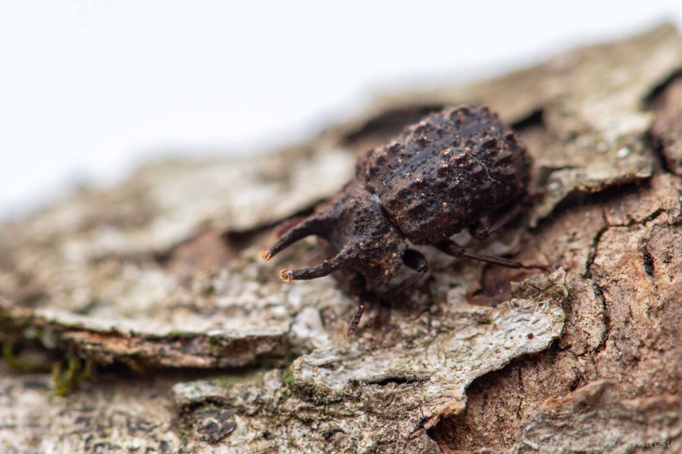 オーストラリア産 珍品 アトコブゴミムシダマシ オーストラリア産 珍品