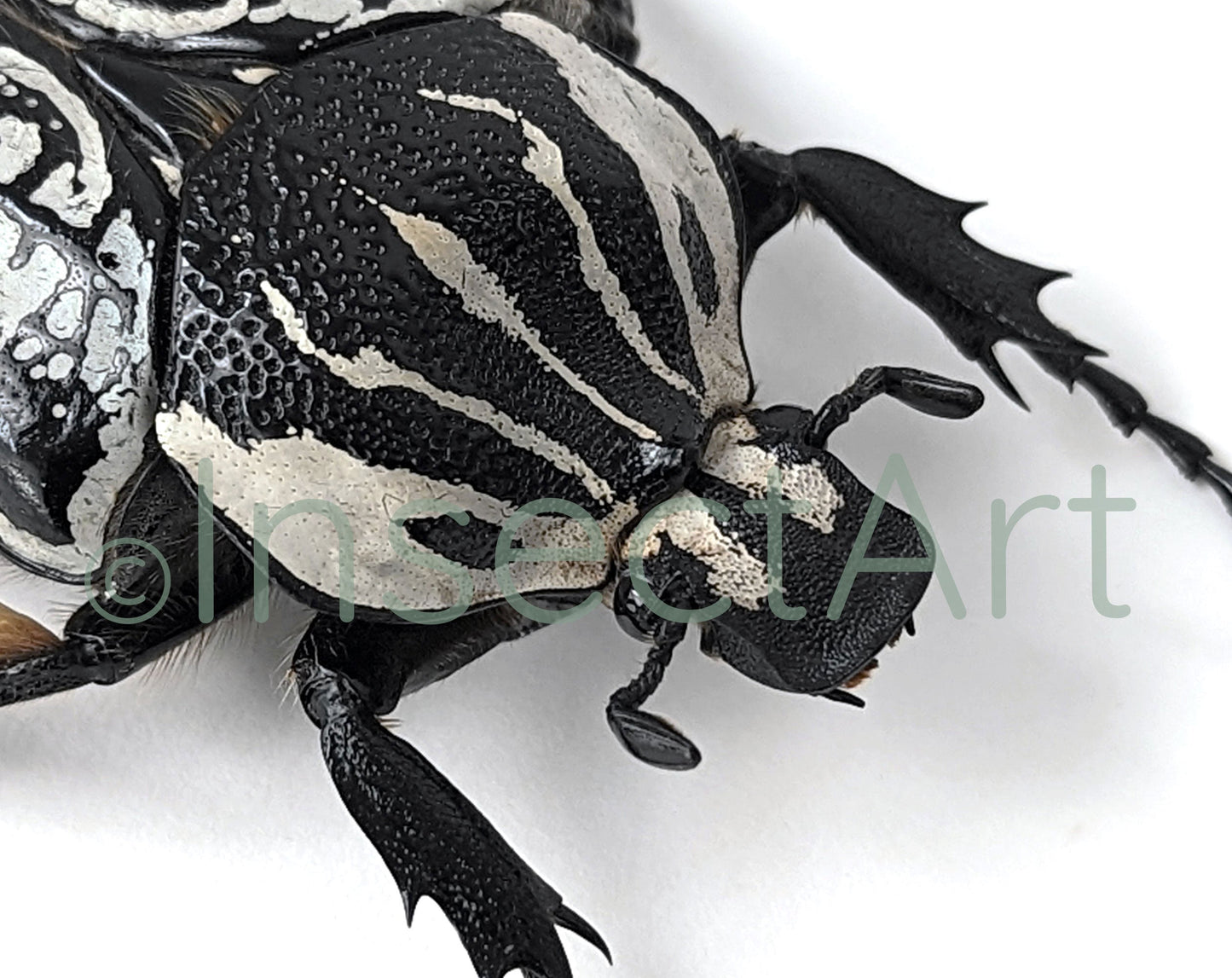 Real framed beetle, Goliathus orientalis male insect in picture