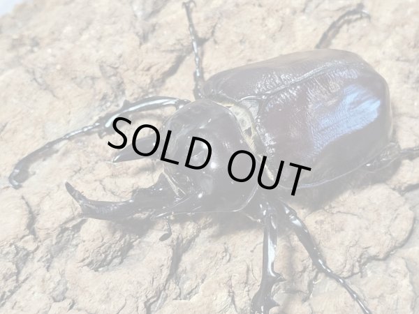 ヴァズデメロゾウカブト 107/78 成虫ペア - INSECT SHOP 美咲
