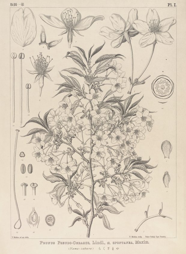 植物分類学者・牧野富太郎。「植物の愛人」が描いた精緻な植物画を紹介