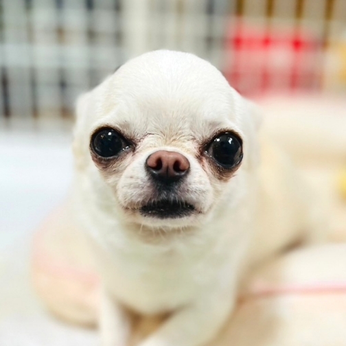 里親を探しています☆チワワの国から来た妖精さん | 一般社団法人