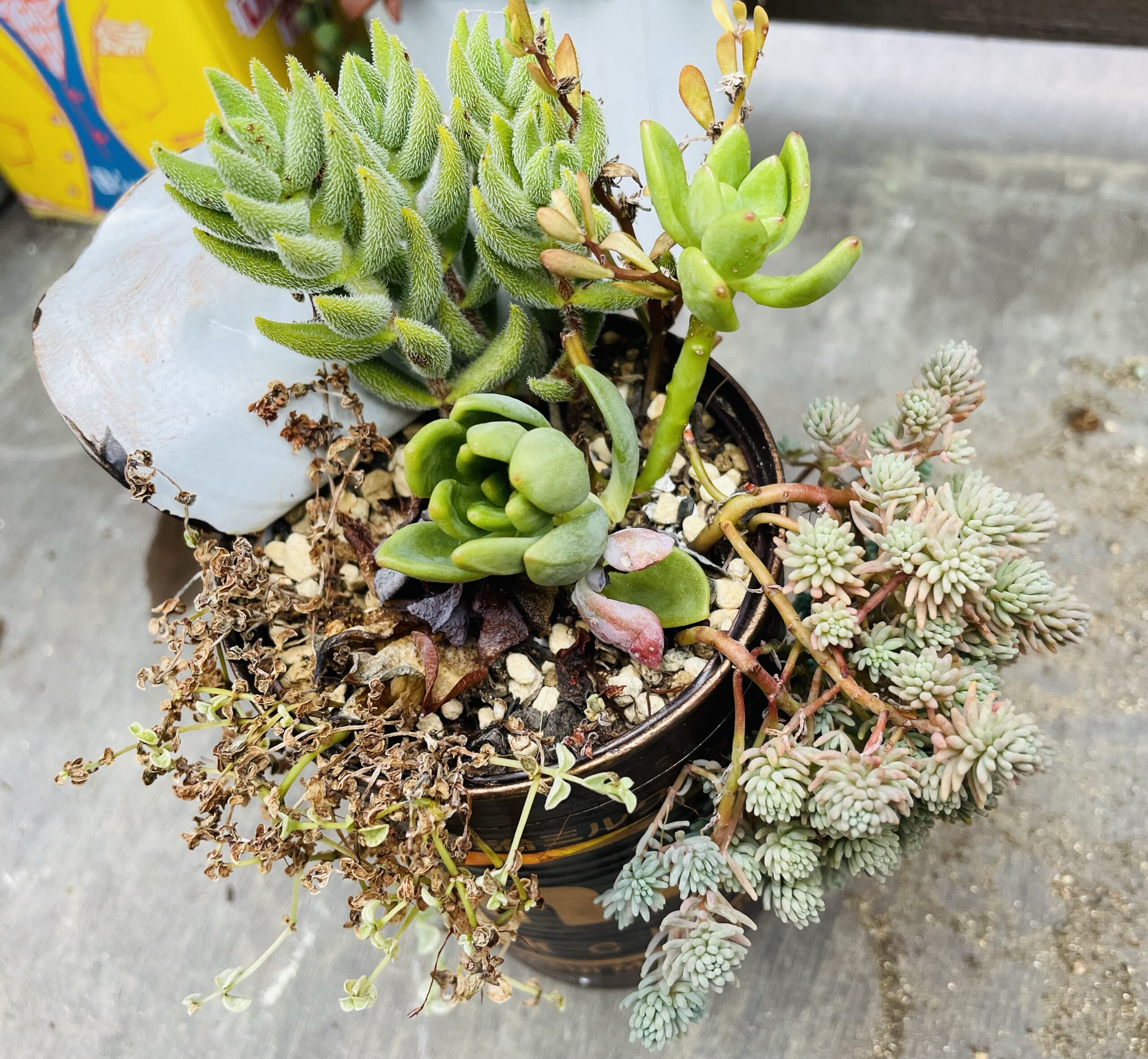 これまでに作った寄せ植えの紹介 酷暑で傷んだ寄せ植え 多肉棚DIY